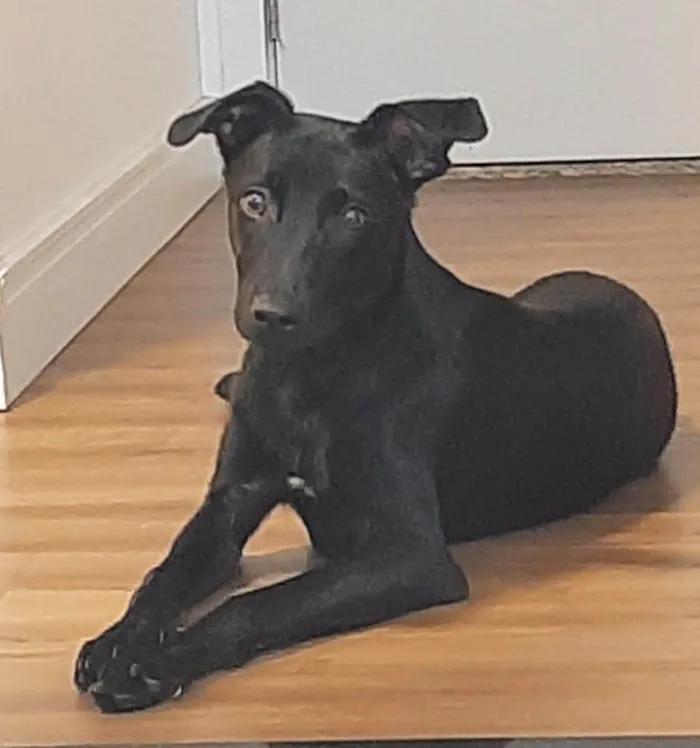 Cachorro ra a SRD-ViraLata idade 2 a 6 meses nome Jack Sparrow 
