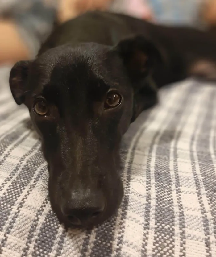 Cachorro ra a SRD-ViraLata idade 2 a 6 meses nome Jack Sparrow 