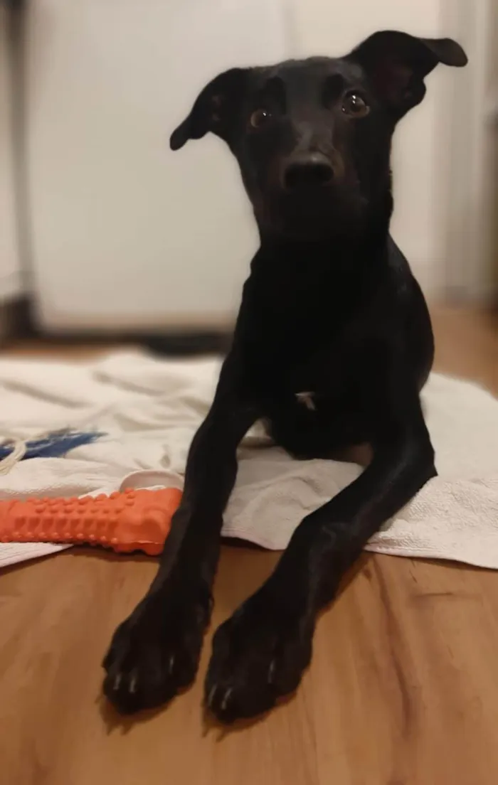 Cachorro ra a SRD-ViraLata idade 2 a 6 meses nome Jack Sparrow 