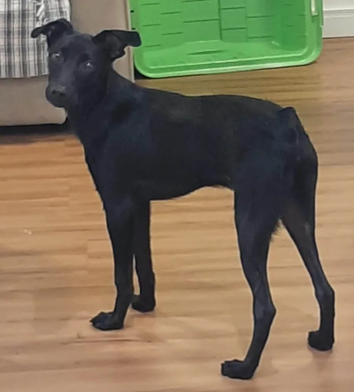 Cachorro ra a SRD-ViraLata idade 2 a 6 meses nome Jack Sparrow 