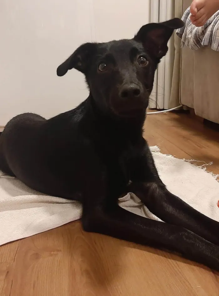Cachorro ra a SRD-ViraLata idade 2 a 6 meses nome Jack Sparrow 