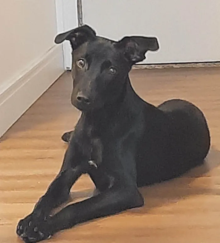 Cachorro ra a SRD-ViraLata idade 2 a 6 meses nome Jack Sparrow 