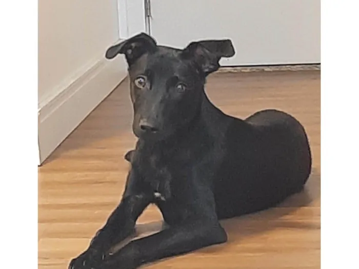 Cachorro ra a SRD-ViraLata idade 2 a 6 meses nome Jack Sparrow 