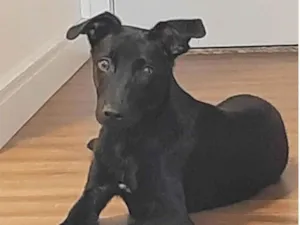 Cachorro raça SRD-ViraLata idade 2 a 6 meses nome Jack Sparrow 