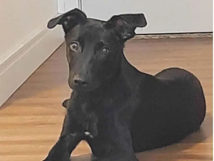 Cachorro ra a SRD-ViraLata idade 2 a 6 meses nome Jack Sparrow 