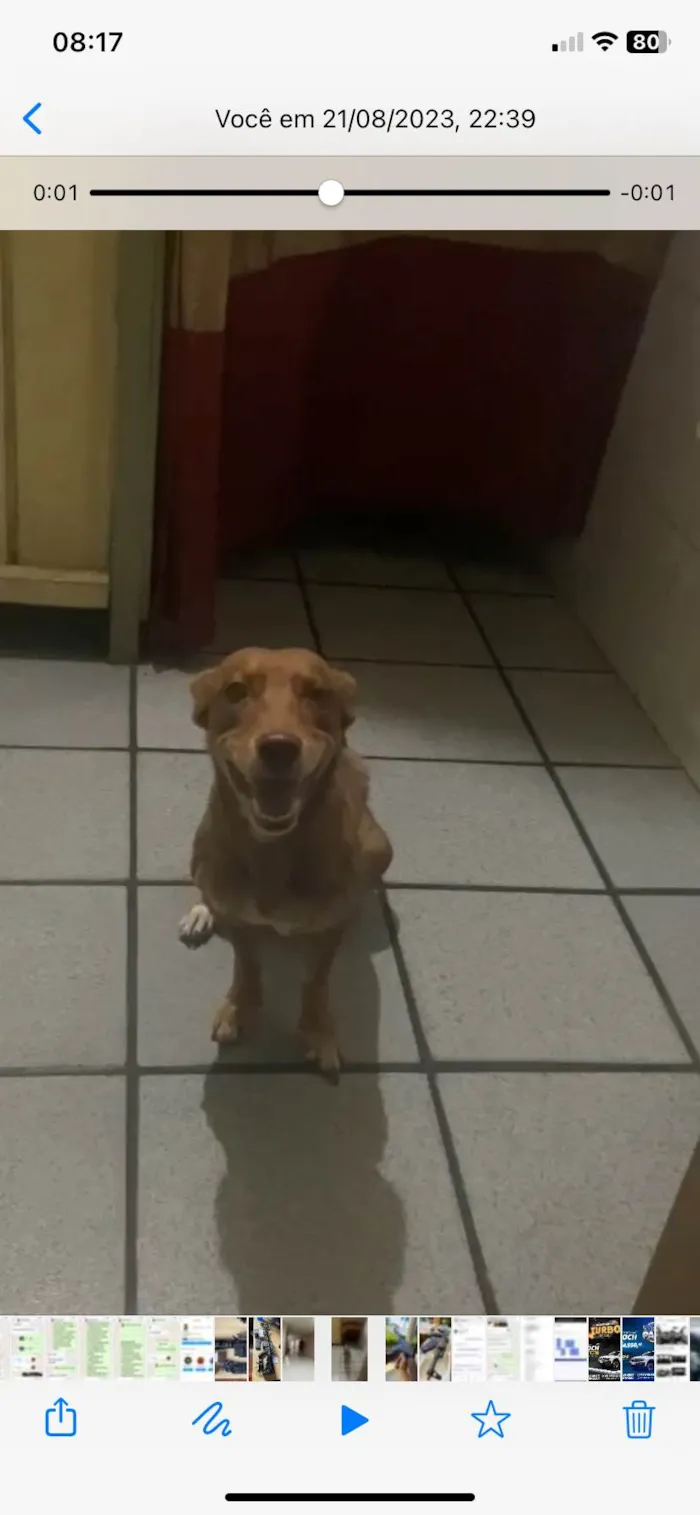 Cachorro ra a SRD-ViraLata idade 3 anos nome GRATIFICA - Pérola 