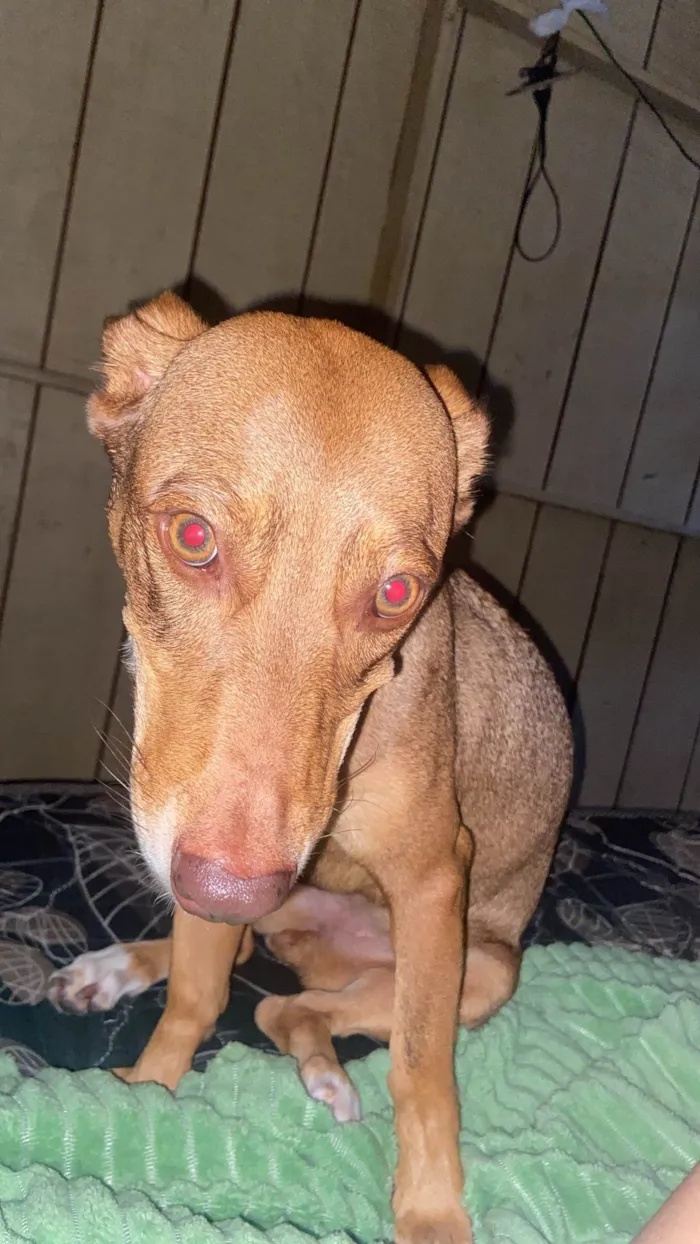 Cachorro ra a SRD-ViraLata idade 3 anos nome GRATIFICA - Pérola 