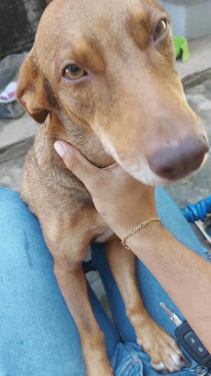 Cachorro ra a SRD-ViraLata idade 3 anos nome GRATIFICA - Pérola 