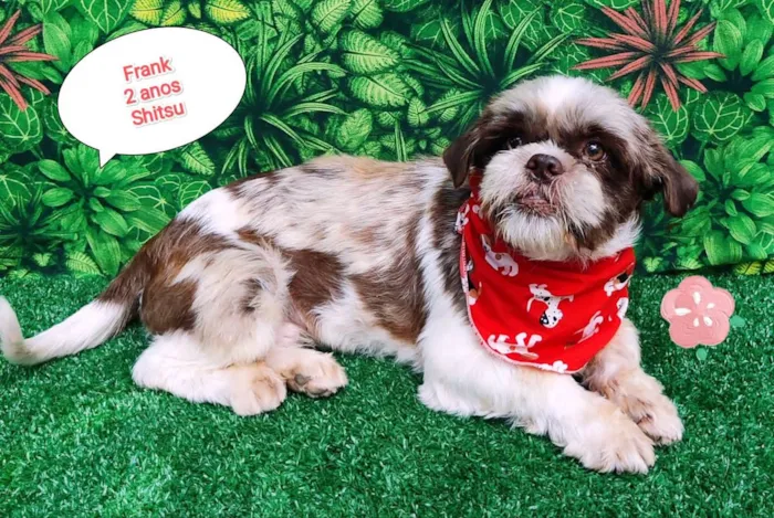 Cachorro ra a Shitzu idade 2 anos nome Frank 