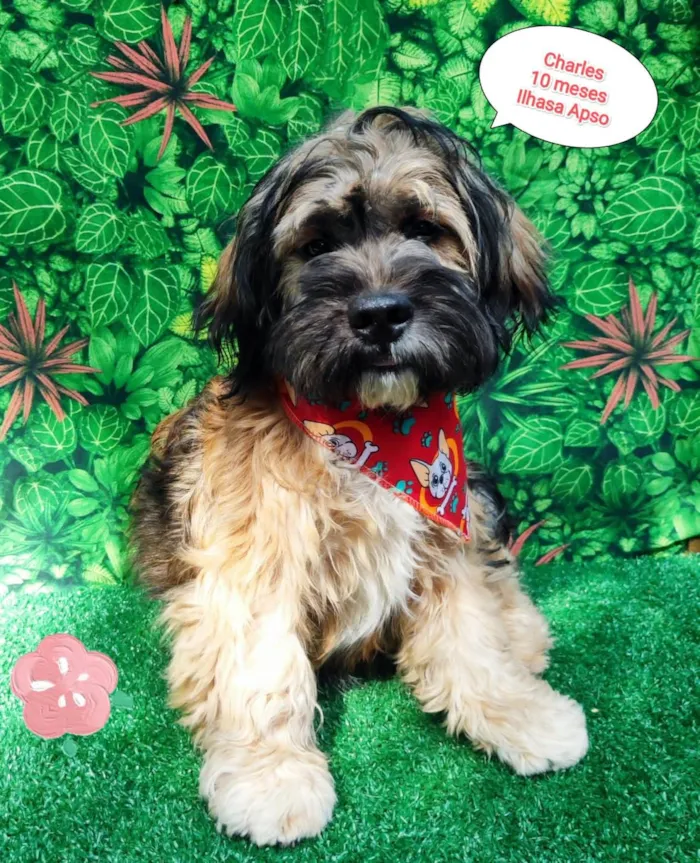 Cachorro ra a Ilhasa apso  idade 7 a 11 meses nome Charles 