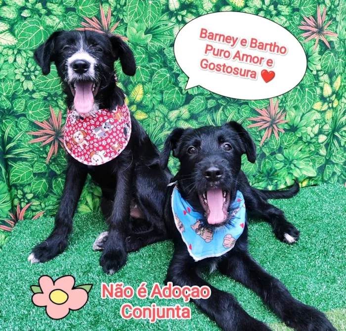 Cachorro ra a SRD-ViraLata idade 2 a 6 meses nome Barney e Bartho 