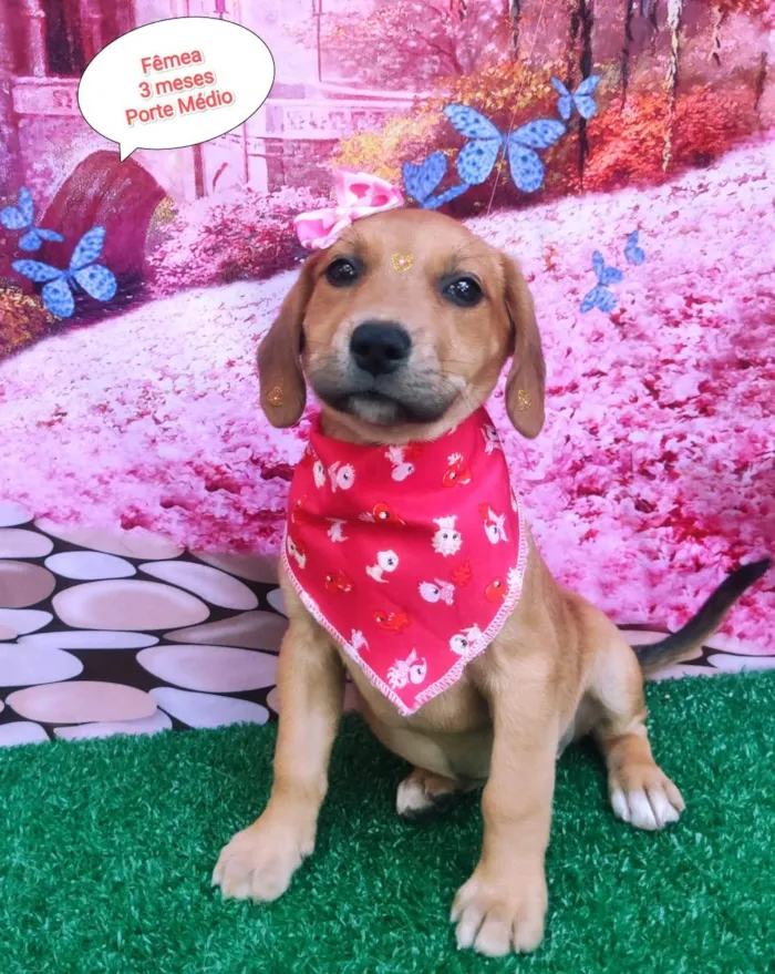 Cachorro ra a SRD-ViraLata idade 2 a 6 meses nome Melinda