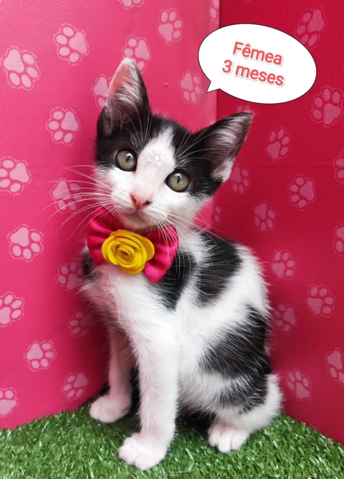 Gato ra a  idade 2 a 6 meses nome Luisa 