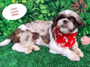 Cachorro raça Shitzu idade 2 anos nome Frank 