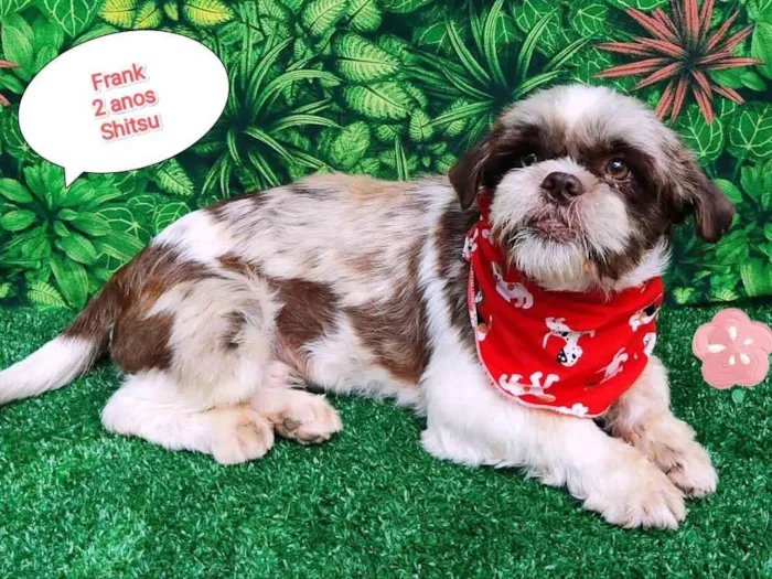 Cachorro ra a Shitzu idade 2 anos nome Frank 