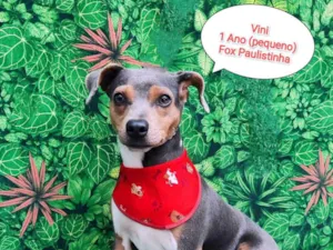 Cachorro raça Fox paulistinha  idade 1 ano nome Vini