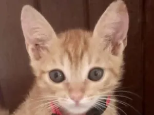 Gato raça Mestico  idade 2 a 6 meses nome Tody