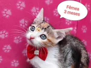 Gato raça SRD-ViraLata idade 2 a 6 meses nome Loren