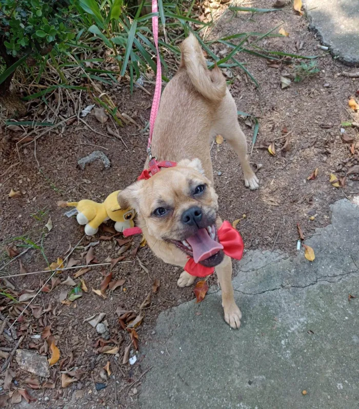 Cachorro ra a Fox paulistinha  idade 1 ano nome Kiko