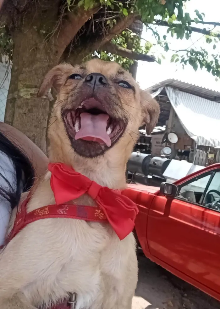 Cachorro ra a Fox paulistinha  idade 1 ano nome Kiko
