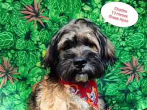 Cachorro raça Ilhasa apso  idade 7 a 11 meses nome Charles 