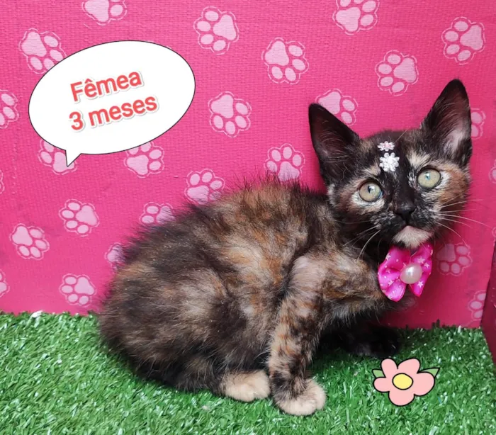 Gato ra a SRD-ViraLata idade 2 a 6 meses nome Tamara 