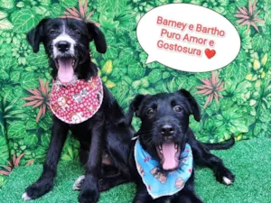 Cachorro raça SRD-ViraLata idade 2 a 6 meses nome Barney e Bartho 
