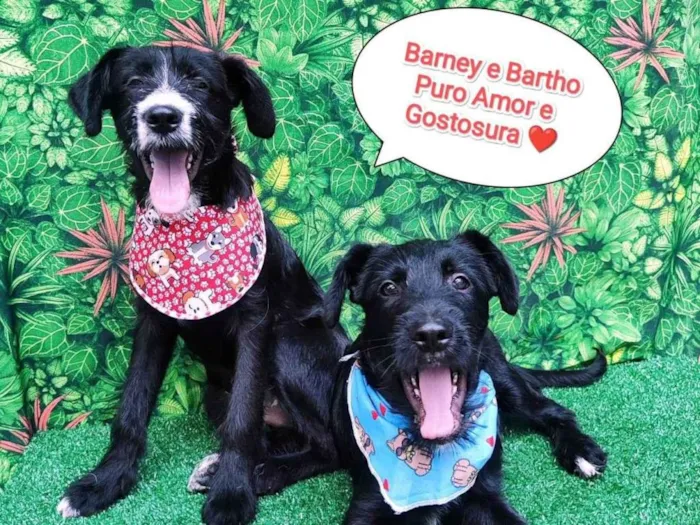 Cachorro ra a SRD-ViraLata idade 2 a 6 meses nome Barney e Bartho 