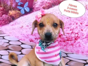 Cachorro raça SRD-ViraLata idade 2 a 6 meses nome Flora