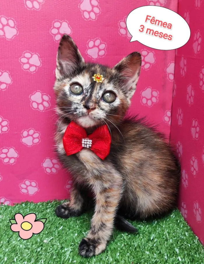 Gato ra a SRD-ViraLata idade 2 a 6 meses nome Lara