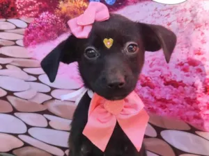 Cachorro raça SRD-ViraLata idade 2 a 6 meses nome Pretoca