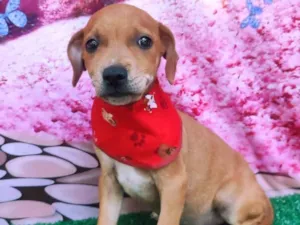 Cachorro raça  idade 2 a 6 meses nome Guga