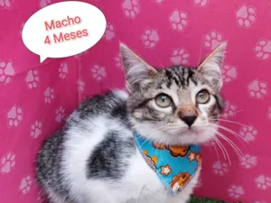 Gato raça SRD-ViraLata idade 2 a 6 meses nome Lucca
