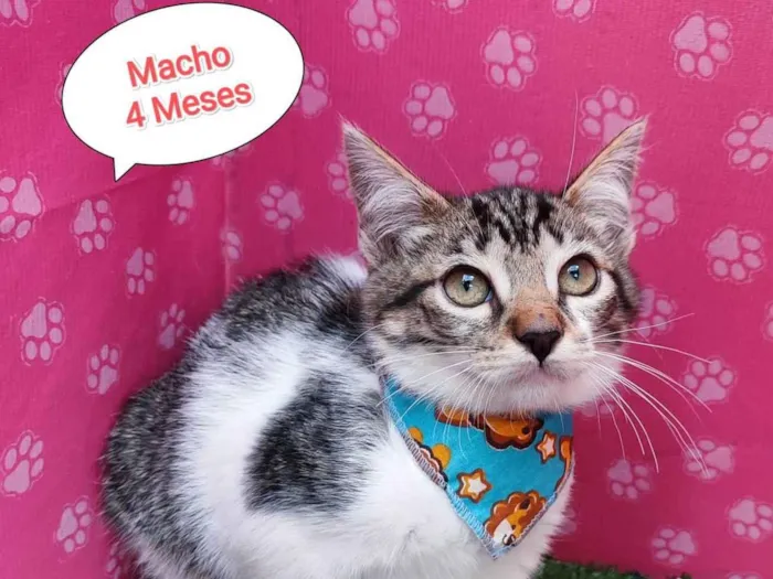 Gato ra a SRD-ViraLata idade 2 a 6 meses nome Lucca