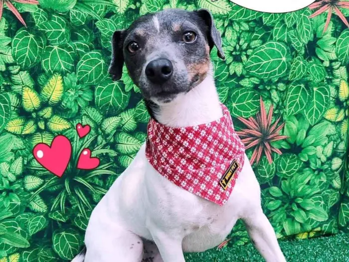Cachorro ra a Fox paulistinha  idade 1 ano nome Tom