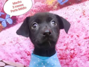 Cachorro raça  idade 2 a 6 meses nome Thomas