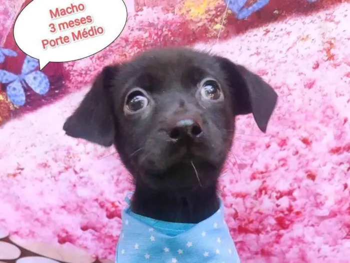 Cachorro ra a  idade 2 a 6 meses nome Thomas