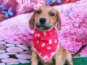 Cachorro raça SRD-ViraLata idade 2 a 6 meses nome Melinda