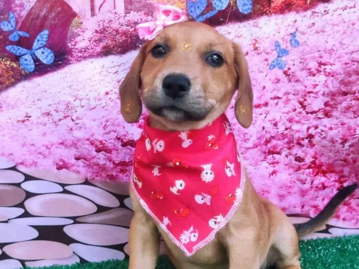 Cachorro ra a SRD-ViraLata idade 2 a 6 meses nome Melinda