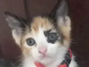 Gato raça Mestica  idade 2 a 6 meses nome Sandy 