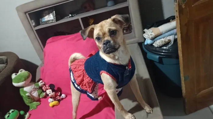 Cachorro ra a SRD-ViraLata idade 7 a 11 meses nome Meg