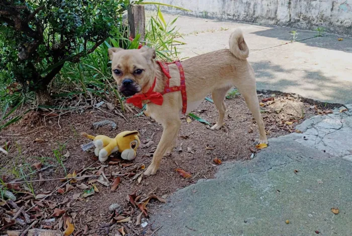 Cachorro ra a SRD-ViraLata idade 7 a 11 meses nome Meg