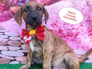 Cachorro raça SRD-ViraLata idade 2 a 6 meses nome Negresco