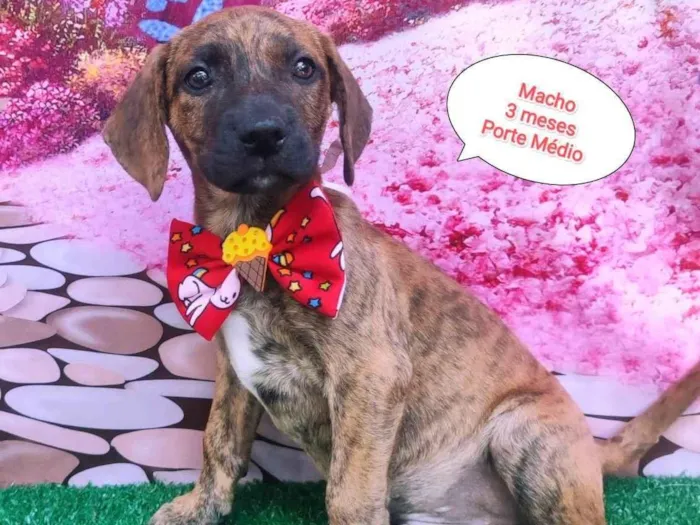 Cachorro ra a SRD-ViraLata idade 2 a 6 meses nome Negresco