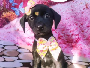 Cachorro raça SRD-ViraLata idade 2 a 6 meses nome Mulan 