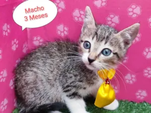 Gato raça SRD-ViraLata idade 2 a 6 meses nome Baily