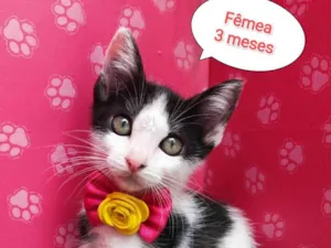 Gato raça  idade 2 a 6 meses nome Luisa 