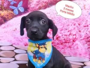 Cachorro raça SRD-ViraLata idade 2 a 6 meses nome Beto