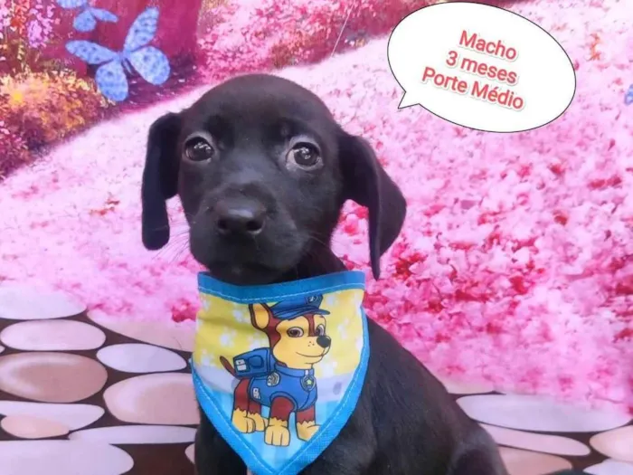 Cachorro ra a SRD-ViraLata idade 2 a 6 meses nome Beto
