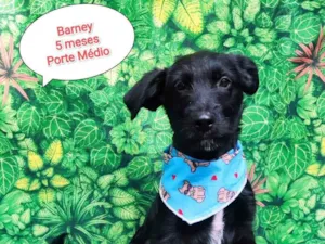 Cachorro raça SRD-ViraLata idade 2 a 6 meses nome Bartho
